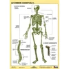 Kép 1/2 - Tanulói munkalap, A4, STIEFEL "Az emberi csontváz"