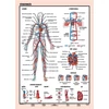 Kép 1/2 - Tanulói munkalap, A4,  STIEFEL "Vérkeringés"