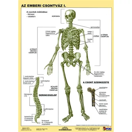 Tanulói munkalap, A4, STIEFEL "Az emberi csontváz"