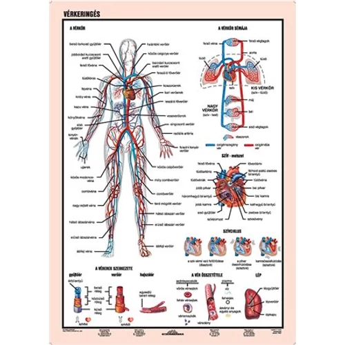 Tanulói munkalap, A4,  STIEFEL "Vérkeringés"